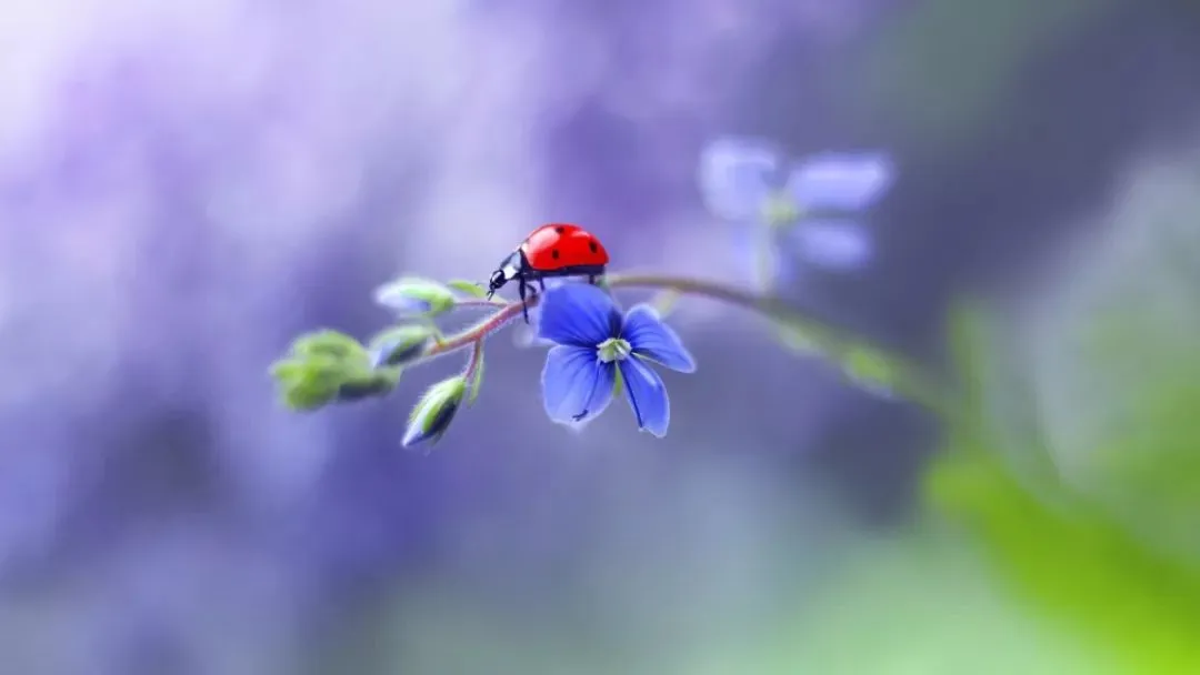 1717753253364891.png 浅景深.png